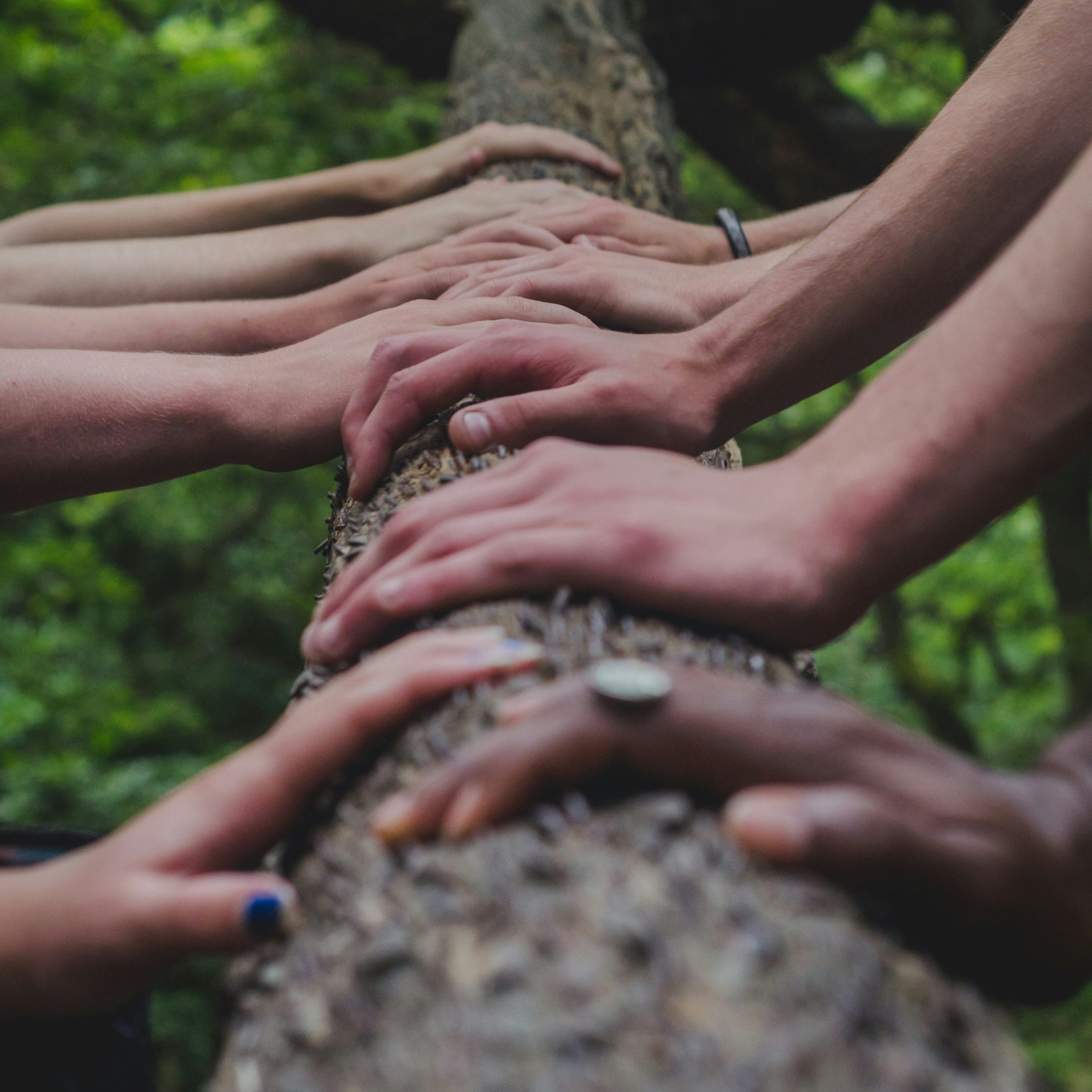 grupo de personas tomadas de la mano en la cima de un arbol