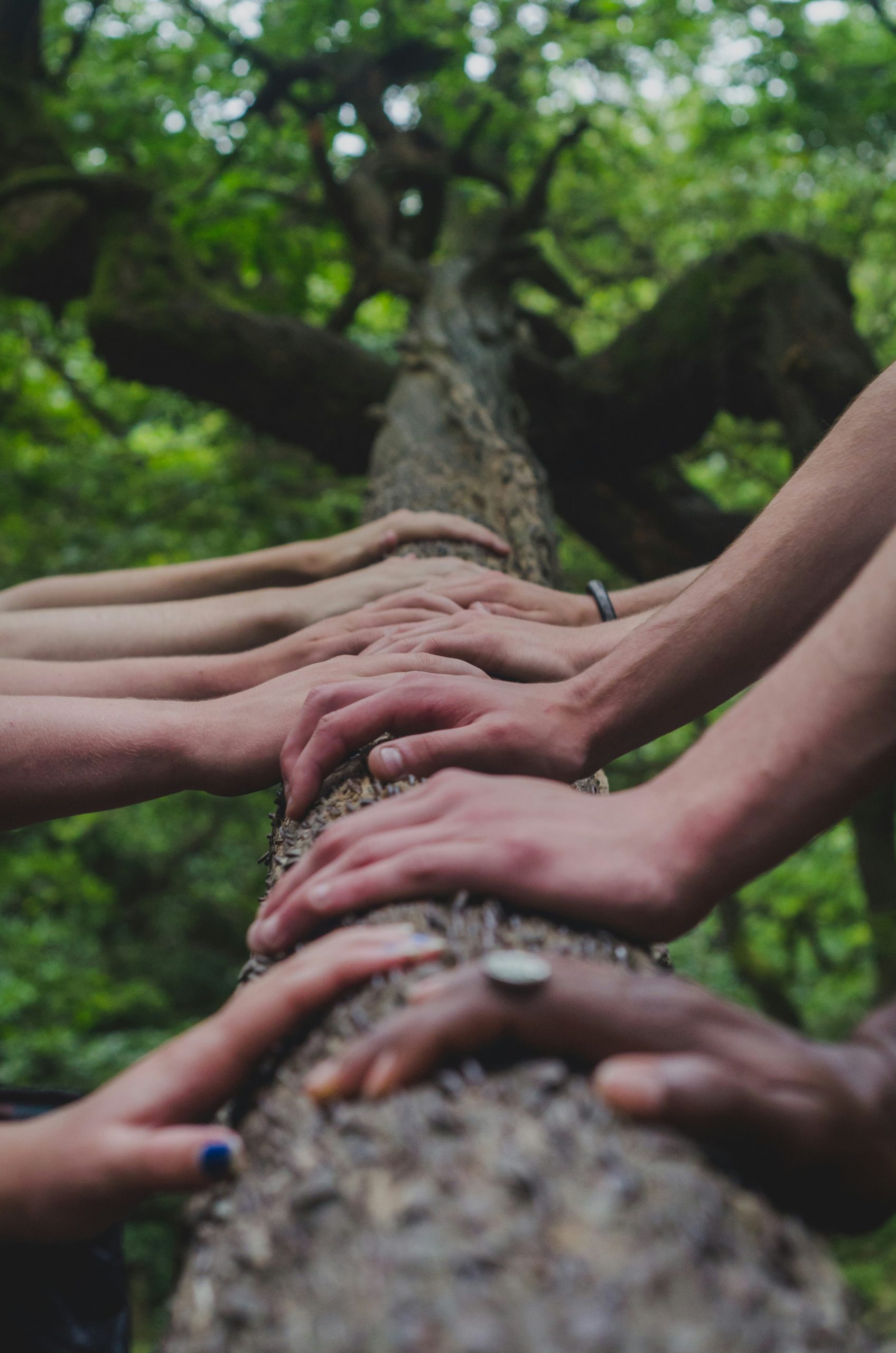 grupo de personas tomadas de la mano en la cima de un arbol